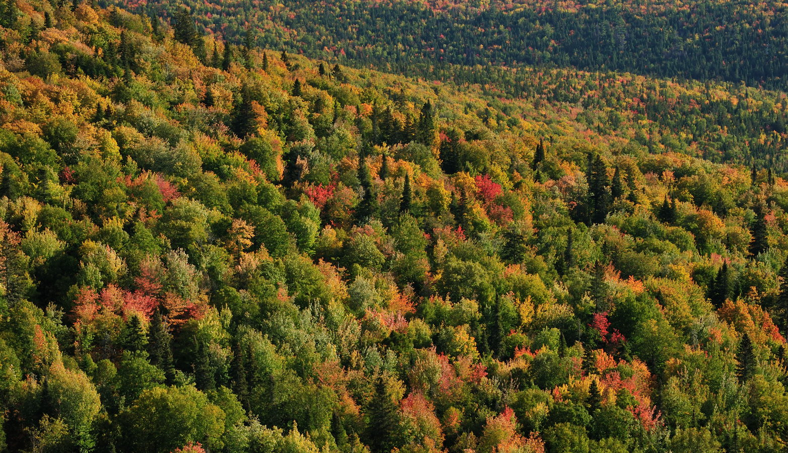 Parc National Forillon [122 mm, 1/100 Sek. bei f / 16, ISO 400]